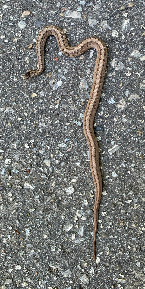 a brown snake on an asphalt path.